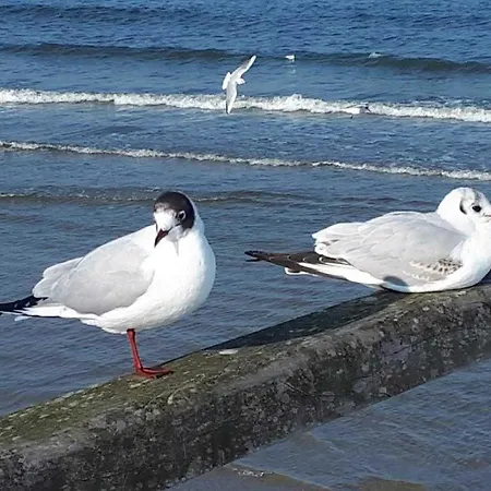 Mohnblume Apartamento *